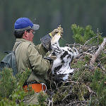 70 Olli-Pekka Karlin Jarmo A banding a Golden Eagle.JPG